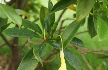 非洲茉莉 非洲茉莉的养殖方法和注意事项