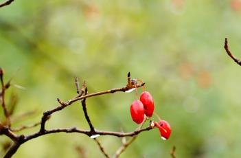 山茱萸_药鉴 山茱萸入药