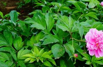 芍药_神农本草经百种录 芍药 神农本草经