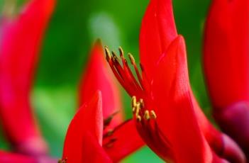 龙牙花（龙牙花图片）