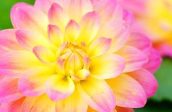 小丽花 小丽花
