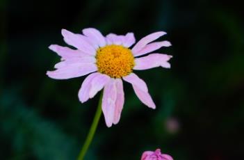 红花除虫菊