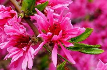 菊花桃（菊花桃花）