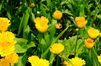 黄晶菊（黄晶菊图片）