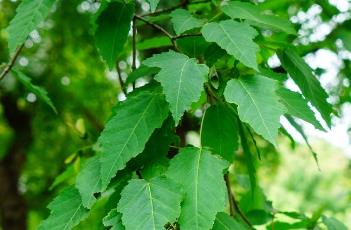 茶条槭（茶条槭价格）