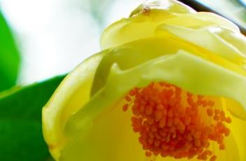 金花茶花 金花茶花期