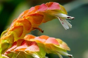 虾衣花 虾衣花