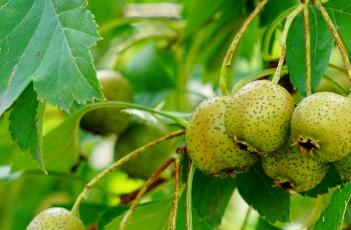 山楂根 山楂减肥方法