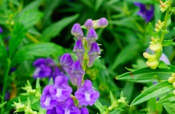 黄芩_本草经疏 中华本草黄芩