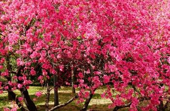 菊花桃