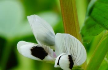 蚕豆花 蚕豆花的功效与作用