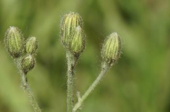 '花豹'斑叶山柳菊