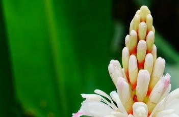 益智子_本草图经 《本草图经》