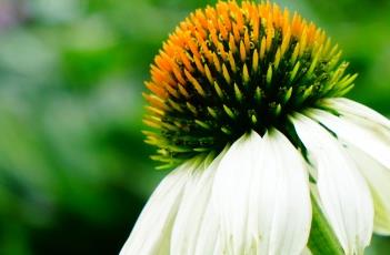 白花松果菊（白花松果菊冠幅）