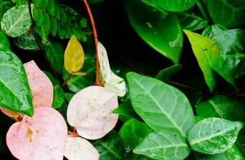 花叶络石（花叶络石寓意是什么意思）