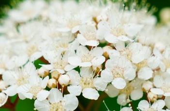 华北绣线菊 华北绣线菊花期