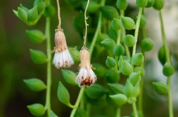 珍珠吊兰（珍珠吊兰开花）