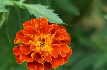 孔雀草 孔雀草是一年生还是多年生