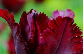 黑鹦鹉郁金香 黑鹦鹉郁金香图片