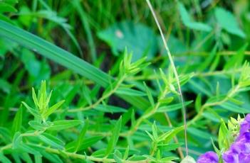 黄芩_本草经疏（黄芩 本草经）