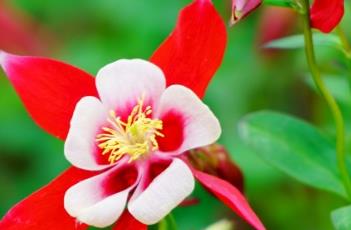 耧斗菜 耧斗菜种子的种植方法和时间