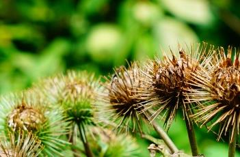 牛蒡子_本草求真（牛蒡子本草经）