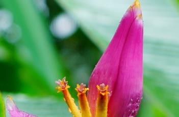 紫苞芭蕉 紫苞芭蕉花