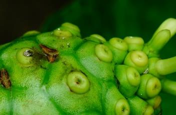 橘叶巴戟（橘叶巴戟含有抗生素成份吗）