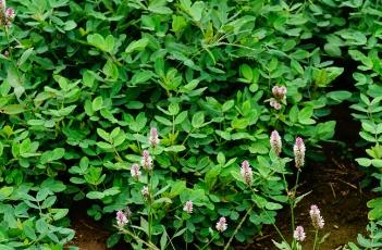 花生油 花生油和菜籽油哪个好