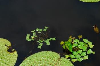 菱角_滇南本草（菱角本草纲目）