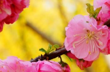 重瓣榆叶梅 重瓣榆叶梅