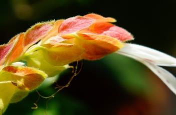 虾衣花 虾衣花