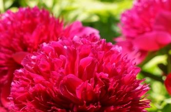 芍药_药鉴 芍药 入药