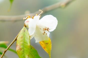 尖连蕊茶