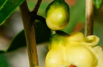 东兴金花茶 东兴金花茶基地