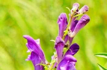 黄芩_长沙药解（黄芩(经）
