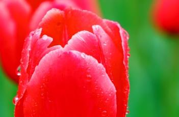 桑德拉郁金香 郁金香德佩雷拉