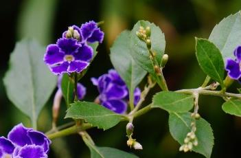 蕾丝金露花