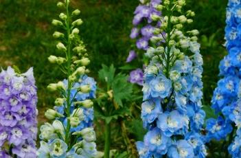 高翠雀花（高翠雀花图片）