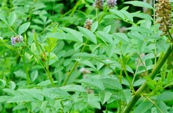 甘草_本草图经（甘草本草经解）