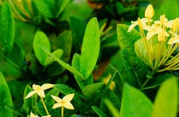 黄花龙船花（黄花龙船花的花语）