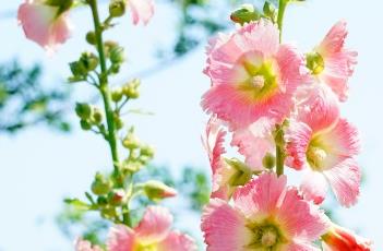 蜀葵_证类本草 蜀葵的科属