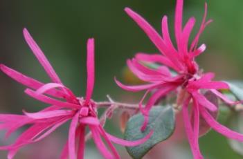 红花檵木(红花檵木图片)