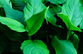 广东万年青 广东万年青