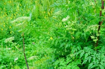 白芷_神农本草经百种录 本草纲目 白芷