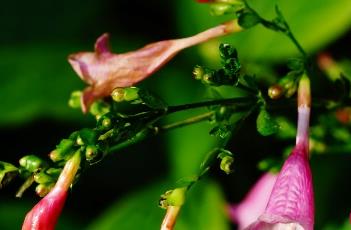 叉花草（叉花草花期）