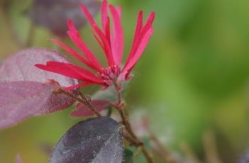 红花檵木 红花檵木