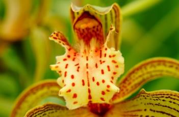 西藏虎头兰 西藏虎头兰什么时候开花