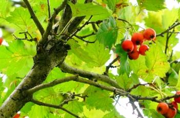 山楂木 山楂木香的功效与作用