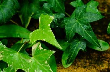 洋常春藤（洋常春藤是什么科）